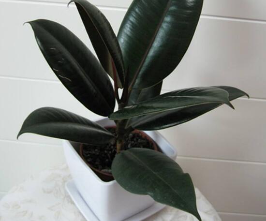 橡皮樹用什么肥料好，橡皮樹怎么養(yǎng)長得快