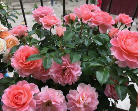 月季花用什么土最好，園土腐葉土泥炭土最為合適(營(yíng)養(yǎng)全面)