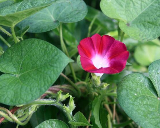 盆栽牽牛花怎么打理，做好六個養(yǎng)護要點高枕無憂(花開茂盛)