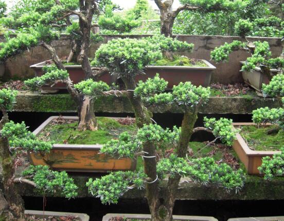 羅漢松怎么施肥，羅漢松施肥方法