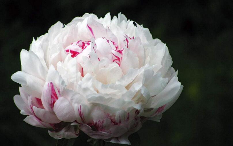 芍藥花的花語是什么，代表著難舍難分的寓意