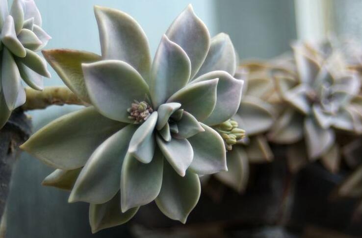 寶石花的繁殖方法，葉插和插穗操作方法