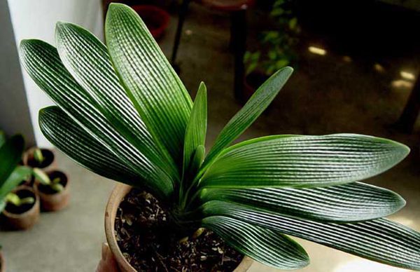 怎樣給君子蘭施肥，過度施肥會造成植株爛根或焦枯