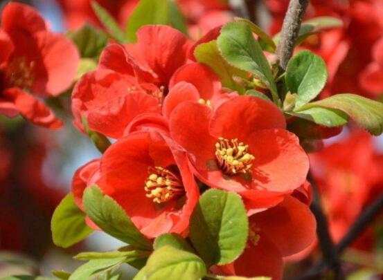 海棠花有多少種，盤點(diǎn)最好看的六大種類