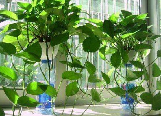 綠蘿作用有哪些，美化環(huán)境、凈化空氣、招財生旺