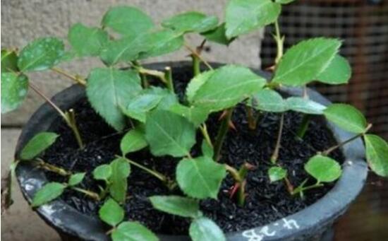 芙蓉花怎么繁殖，芙蓉花的扦插方法