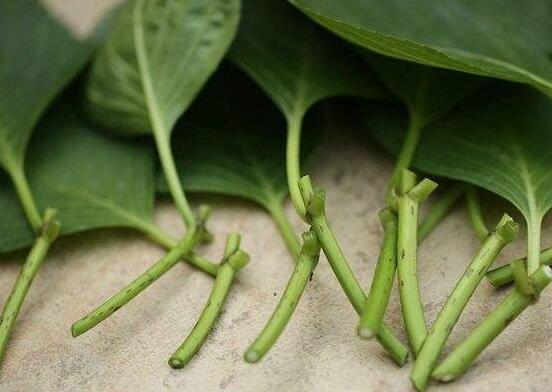 繡球花夏天可以扦插嗎，抑制生根、存活慢(不適宜)