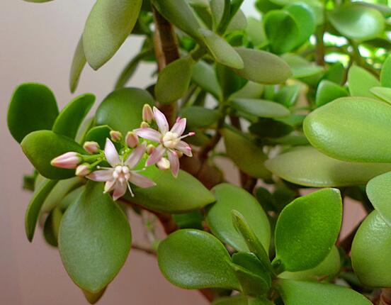 玉樹(shù)燕子掌怎么區(qū)分，主要從葉和花序上辨別