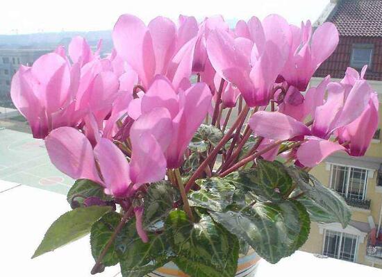 仙客來有毒嗎，仙客來可以放在臥室嗎/誤食會中毒