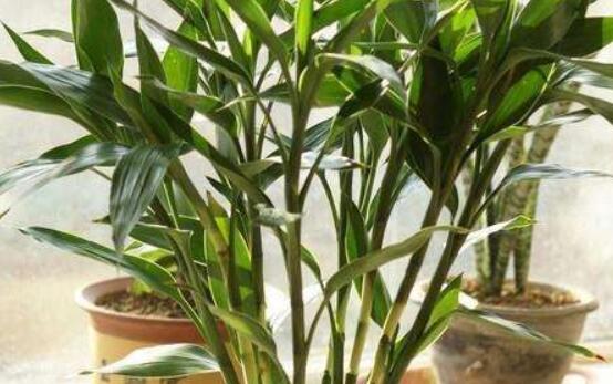 如何養(yǎng)好富貴竹，教你兩種最好養(yǎng)殖技巧(水養(yǎng)與土養(yǎng))
