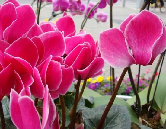 仙客來花語及寓意，不同顏色仙客來花語含義