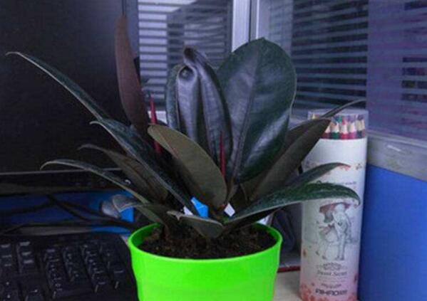 黑金剛和橡皮樹的區(qū)別，其實就就是橡皮樹的一種