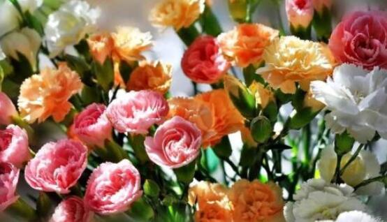 康乃馨多少錢一朵，不同朵數(shù)不同價格/幾十元至幾百元