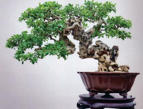 榕樹盆景放在客廳好嗎，導致家人生病、身體不好