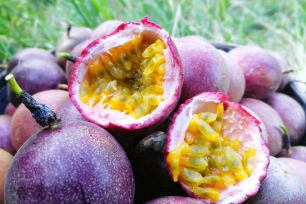 百香果秋天怎么養(yǎng)，接受日均7~8小時的光照滋養(yǎng)