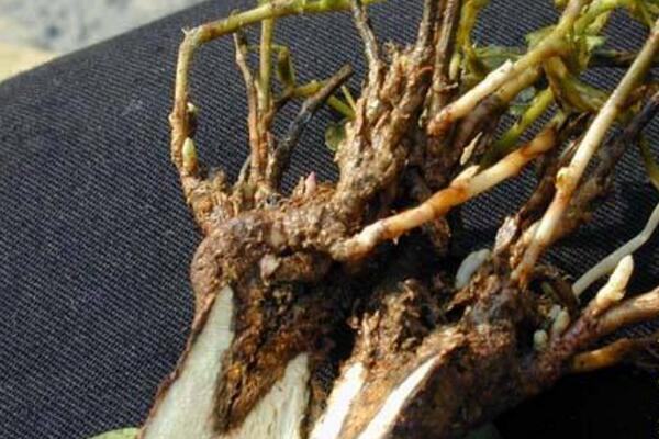 盆栽綠蘿病蟲(chóng)害的防治，5種常見(jiàn)病害及解決方法讓你告別病蟲(chóng)害