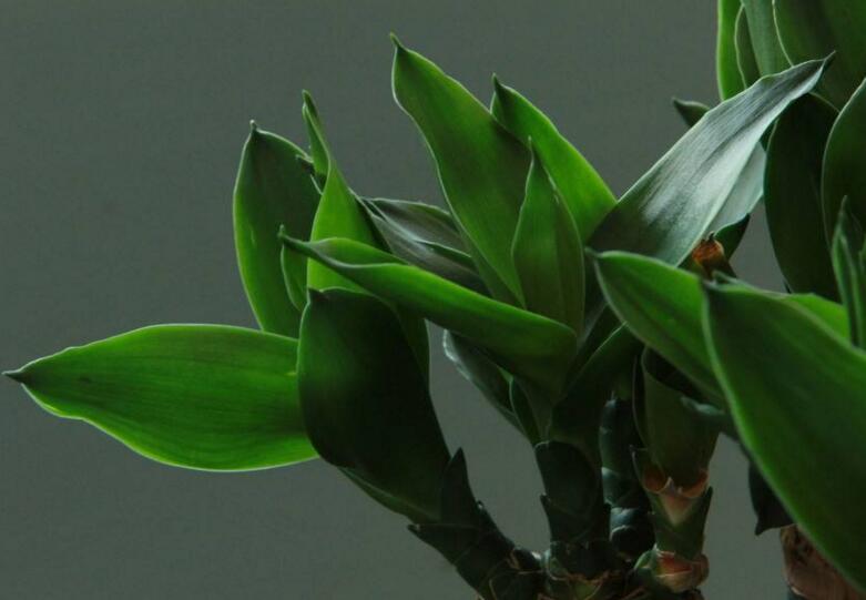 富貴竹怎么養(yǎng)，水培時一定要注意營養(yǎng)的補給