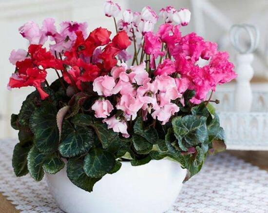 仙客來(lái)怎么修剪，仙客來(lái)剪葉子教程