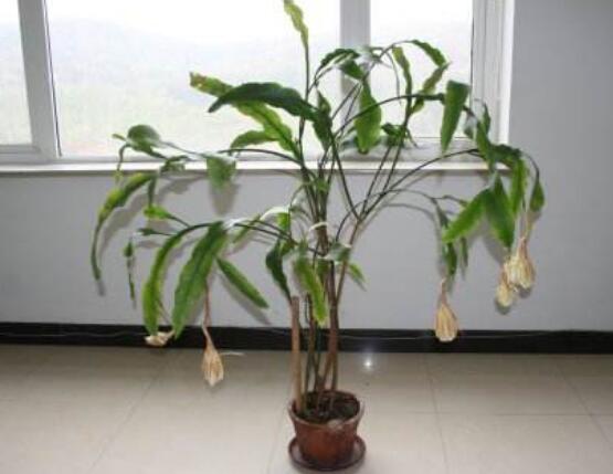 曇花換盆注意事項(xiàng)，只需要注意五個(gè)要點(diǎn)即可