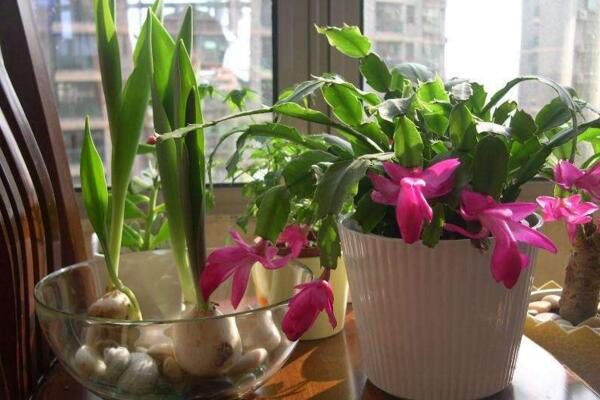 郁金香花開后的處理，以下5步處理保證來年繼續(xù)開花