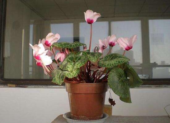 仙客來(lái)葉子為什么發(fā)軟，仙客來(lái)葉子發(fā)軟怎么辦