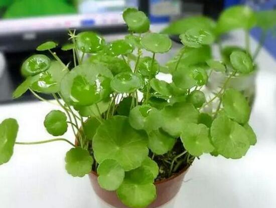 銅錢草和鏡面草的區(qū)別，外觀/生長環(huán)境/價值三種區(qū)別方法