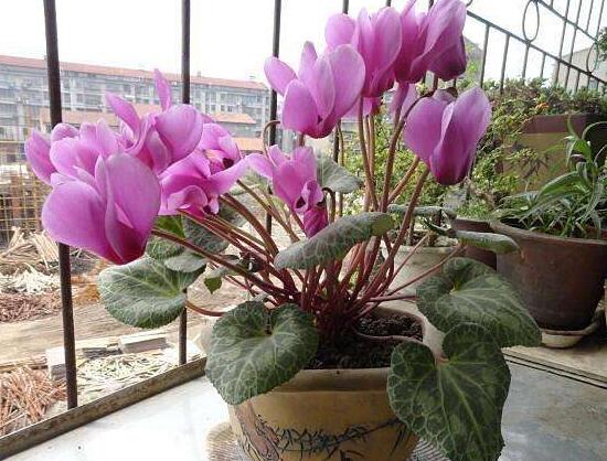 仙客來花莖發(fā)蔫彎下來，仙客來花倒下怎么辦