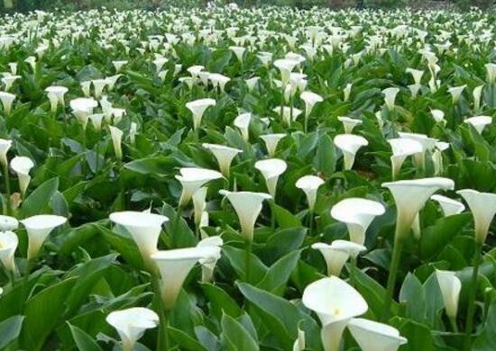 馬蹄蓮風(fēng)水作用是什么，馬蹄蓮作用與功效