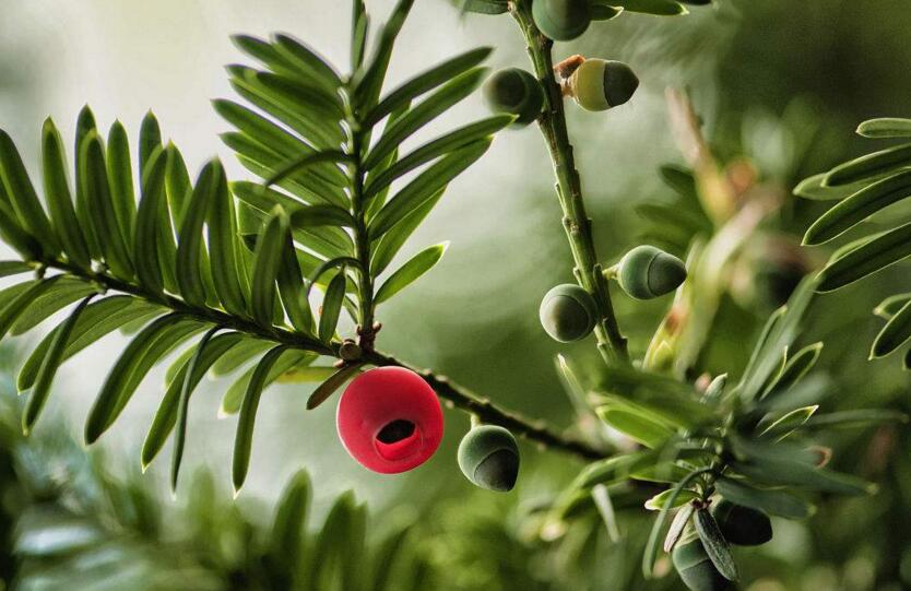 紅豆杉的修剪方法圖，注意抹芽、摘心、短截的區(qū)別