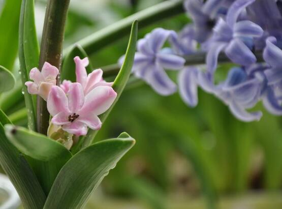 風(fēng)信子的水培方法，簡(jiǎn)單易學(xué)的四大水培基本步驟