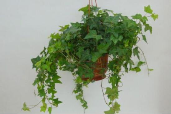 常春藤葉子干枯怎么辦，做好這五點即可恢復生機