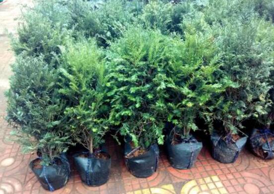 紅豆杉盆景怎么修剪，遵循兩點(diǎn)原則掌握六點(diǎn)方法