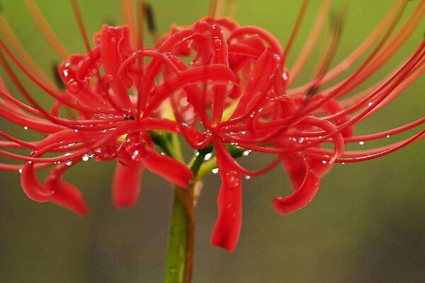 彼岸花的傳說(shuō)，以及彼岸花的花語(yǔ)介紹
