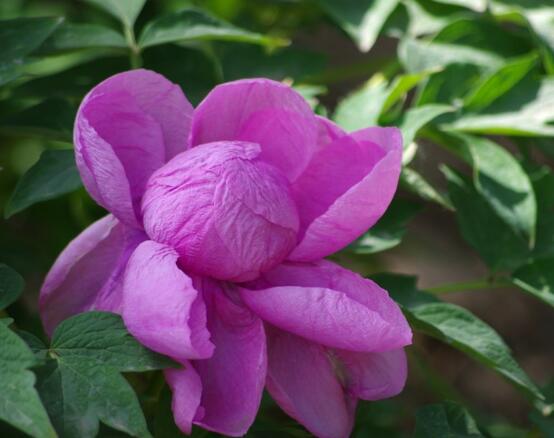 牡丹花養(yǎng)殖方法和注意事項，老農(nóng)總結七大基本養(yǎng)殖方法