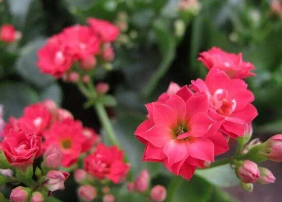 海棠花的風(fēng)水作用，海棠果的功效和作用