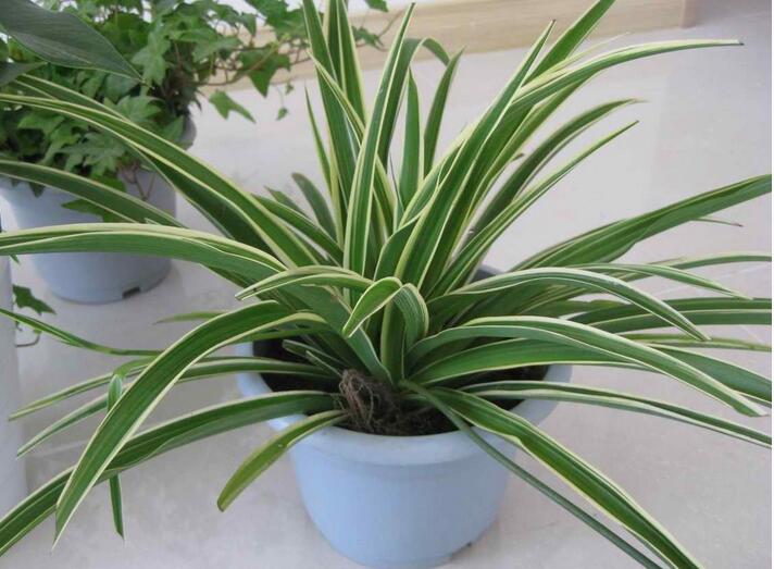 吊蘭怎么繁殖，三種繁殖方法讓你的吊蘭一盆變十盆