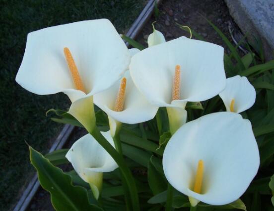 馬蹄蓮只長葉子不開花，四種原因以及解決辦法