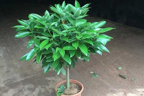 平安樹的繁殖方法，詳解播種和扦插兩種繁殖方法