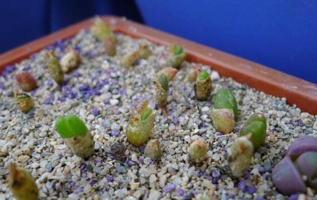 碧光環(huán)怎么繁殖，分播種和扦插兩種方法