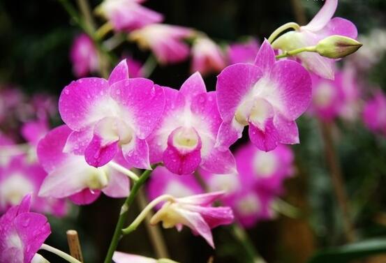 蘭花澆水方法，不同環(huán)境不同澆水量(光照溫度)