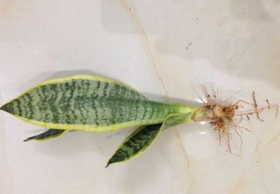 虎皮蘭可以水培嗎，虎皮蘭水培生根方法