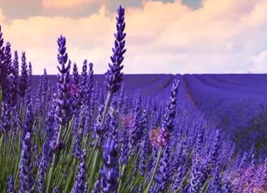 薰衣草有毒嗎，薰衣草可以放在臥室嗎/無毒放心養(yǎng)殖