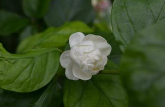 虎頭茉莉怎么施肥，4個小技巧解決施肥疑難問題