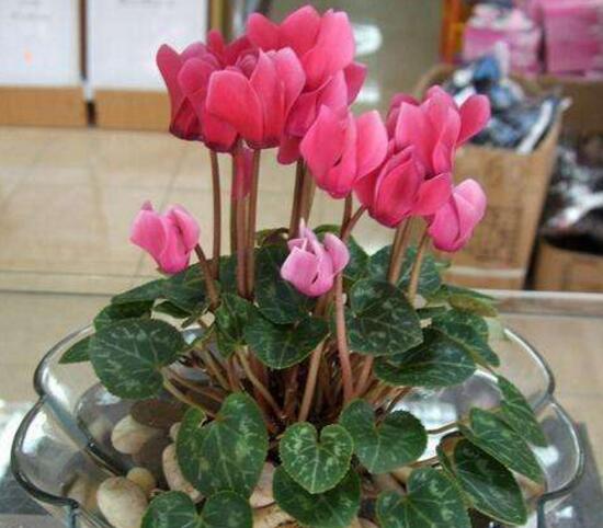 仙客來的寓意是什么，象征著喜迎貴客的美好寓意