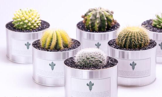 仙人球長斑怎么辦，及時挖掉并且合理養(yǎng)護