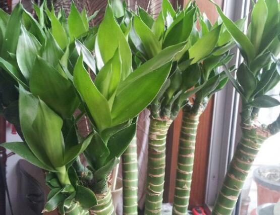 富貴竹葉子發(fā)黃怎么辦，四種原因以及解決辦法