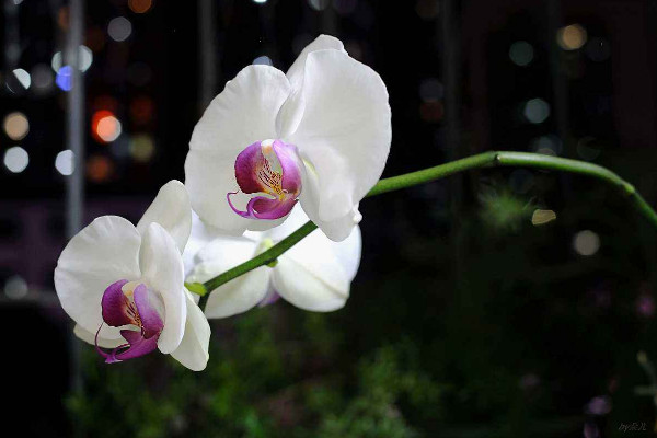 蝴蝶蘭怎么換盆，春末夏初時(shí)節(jié)最宜進(jìn)行操作