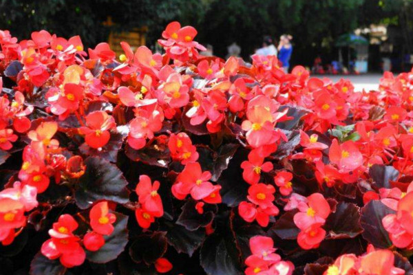 四季海棠怎么修剪，春秋季節(jié)修剪對(duì)植株影響最小