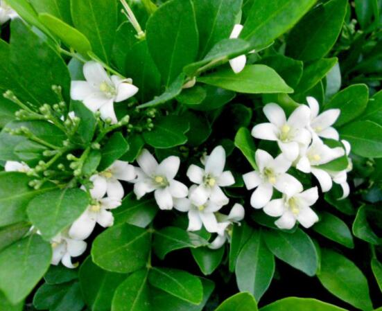 九里香花香的味道對人體有害嗎，有害/導(dǎo)致頭暈、胸悶