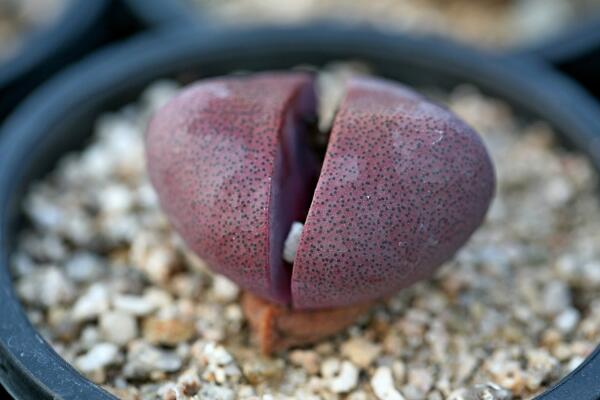 生石花夏天皺皺的怎么辦，可能是光照過(guò)強(qiáng)導(dǎo)致